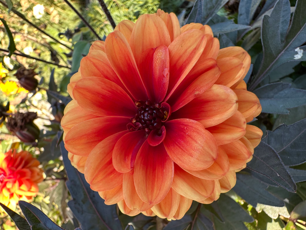 An orange dahlia in Sue Evergreen's garden. Photo taken and copyrighted by Sue Evergreen.