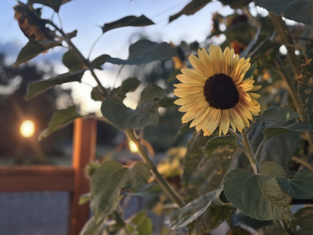 A yellow sunflower in Sue Evergreen's garden with a garden light and twilight in the background. Copyright Sue Evergreen.